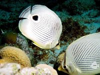 Foureyed Butterflyfish 1